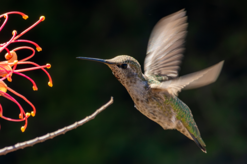 Female hummingbird hovering by flower